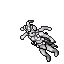 The Lily of Night